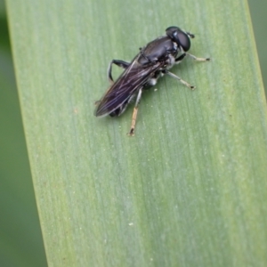 Eumerus sp. (genus) at Murrumbateman, NSW - 4 Oct 2022 01:30 PM