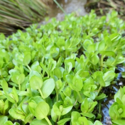 Gratiola pumilo (A Brooklime) at Rugosa - 2 Oct 2022 by SenexRugosus