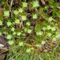 Scleranthus diander (Many-flowered Knawel) at Bungendore, NSW - 5 Oct 2022 by clarehoneydove