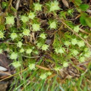 Scleranthus diander at Bungendore, NSW - 5 Oct 2022