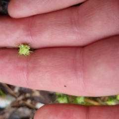 Scleranthus diander at Bungendore, NSW - 5 Oct 2022