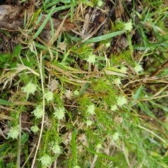 Scleranthus diander at Bungendore, NSW - 5 Oct 2022 12:49 PM