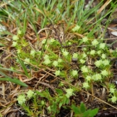 Scleranthus diander at Bungendore, NSW - 5 Oct 2022