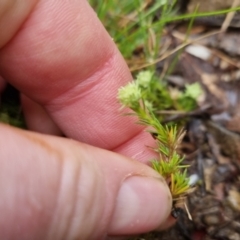 Scleranthus diander at Bungendore, NSW - 5 Oct 2022 12:49 PM