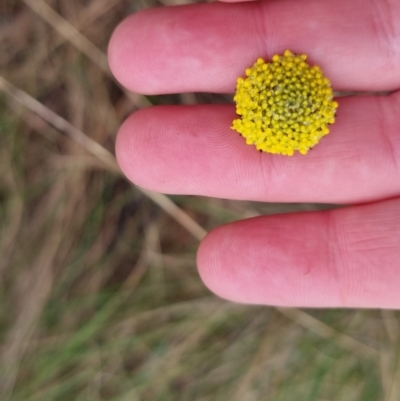 Craspedia variabilis (Common Billy Buttons) at Bungendore, NSW - 5 Oct 2022 by clarehoneydove
