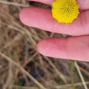 Craspedia variabilis at Bungendore, NSW - 5 Oct 2022