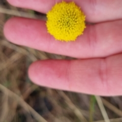 Craspedia variabilis at Bungendore, NSW - 5 Oct 2022