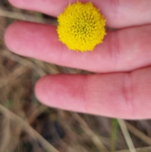 Craspedia variabilis at Bungendore, NSW - suppressed