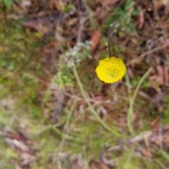 Craspedia variabilis at Bungendore, NSW - 5 Oct 2022