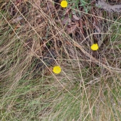 Craspedia variabilis at Bungendore, NSW - 5 Oct 2022