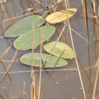 Ottelia ovalifolia (Swamp Lily) at Yass River, NSW - 3 Oct 2022 by SenexRugosus