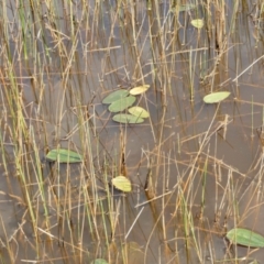 Ottelia ovalifolia at Yass River, NSW - 3 Oct 2022 02:23 PM