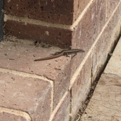 Morethia boulengeri (Boulenger's Skink) at Albury - 4 Oct 2022 by ChrisAllen