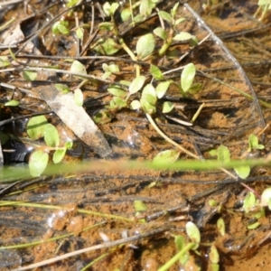 Isotoma fluviatilis subsp. australis at Yass River, NSW - 3 Oct 2022