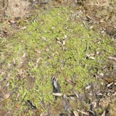 Isotoma fluviatilis subsp. australis at Yass River, NSW - 3 Oct 2022