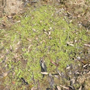 Isotoma fluviatilis subsp. australis at Yass River, NSW - 3 Oct 2022 02:33 PM