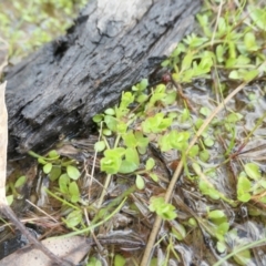 Isotoma fluviatilis subsp. australis at Yass River, NSW - 3 Oct 2022