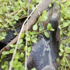 Isotoma fluviatilis subsp. australis at Yass River, NSW - 3 Oct 2022