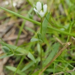 Moenchia erecta at Yass River, NSW - 4 Oct 2022