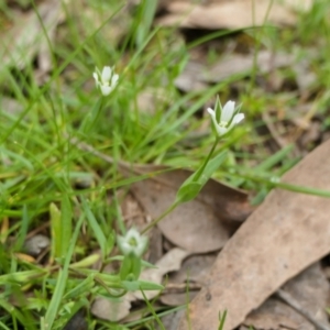 Moenchia erecta at Yass River, NSW - 4 Oct 2022