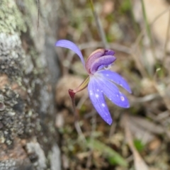 Cyanicula caerulea (Blue Fingers, Blue Fairies) at Yass River, NSW - 4 Oct 2022 by SenexRugosus