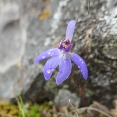 Cyanicula caerulea at Yass River, NSW - suppressed