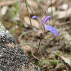 Cyanicula caerulea at Yass River, NSW - suppressed