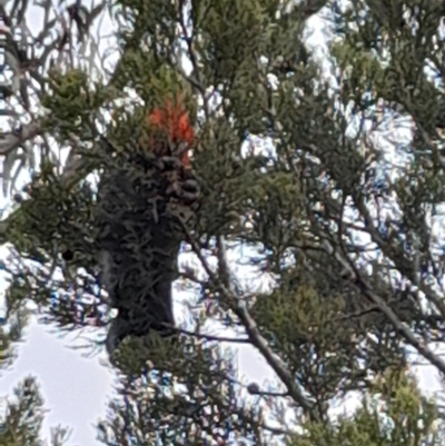 Callocephalon fimbriatum (Gang-gang Cockatoo) at Namadgi National Park - 1 Oct 2022 by JBrickhill