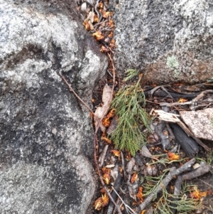 Callocephalon fimbriatum at Tennent, ACT - suppressed