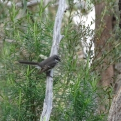 Rhipidura albiscapa (Grey Fantail) at Isaacs Ridge and Nearby - 23 Sep 2022 by Mike