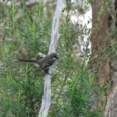 Rhipidura albiscapa (Grey Fantail) at Isaacs Ridge and Nearby - 23 Sep 2022 by Mike