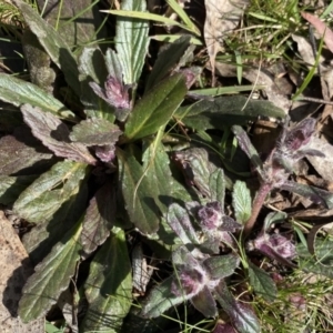 Ajuga australis at Krawarree, NSW - 25 Sep 2022 10:52 AM