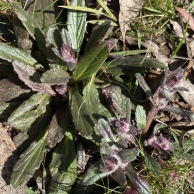 Ajuga australis (Austral Bugle) at Krawarree, NSW - 25 Sep 2022 by NedJohnston