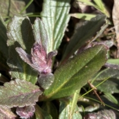 Ajuga australis at Krawarree, NSW - 25 Sep 2022 10:52 AM