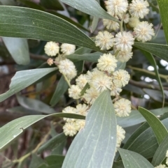 Acacia melanoxylon (Blackwood) at Collector, NSW - 3 Oct 2022 by JaneR