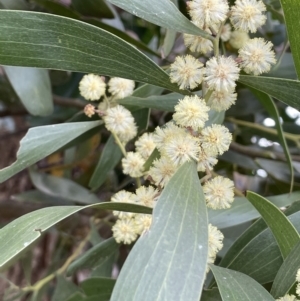 Acacia melanoxylon (Blackwood) at Collector, NSW by JaneR