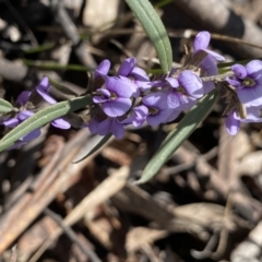 Hovea heterophylla (Common Hovea) at Berlang, NSW - 25 Sep 2022 by Ned_Johnston