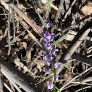 Hovea heterophylla at Berlang, NSW - 25 Sep 2022