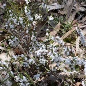 Styphelia attenuata at Berlang, NSW - 25 Sep 2022