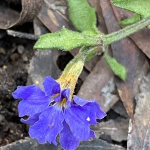 Dampiera stricta at Krawarree, NSW - 25 Sep 2022 11:27 AM