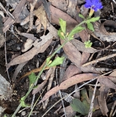 Dampiera stricta at Krawarree, NSW - 25 Sep 2022 11:27 AM