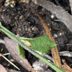 Dampiera stricta at Krawarree, NSW - 25 Sep 2022 11:27 AM