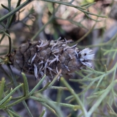 Petrophile sessilis (Conesticks) at Krawarree, NSW - 25 Sep 2022 by NedJohnston