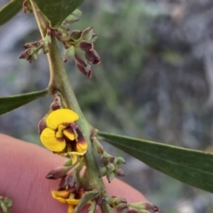 Daviesia mimosoides subsp. mimosoides at Krawarree, NSW - 25 Sep 2022 by Ned_Johnston