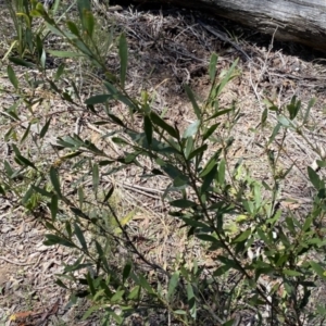 Daviesia mimosoides subsp. mimosoides at Krawarree, NSW - 25 Sep 2022