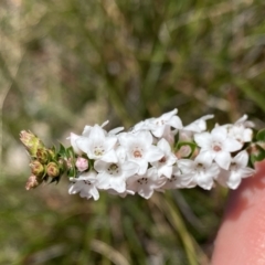 Epacris breviflora (Drumstick Heath) at Berlang, NSW - 25 Sep 2022 by NedJohnston