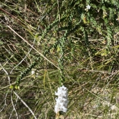 Epacris breviflora at Berlang, NSW - 25 Sep 2022