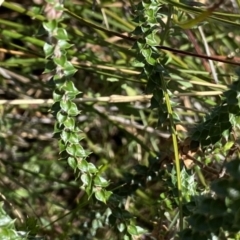 Epacris breviflora at Berlang, NSW - 25 Sep 2022