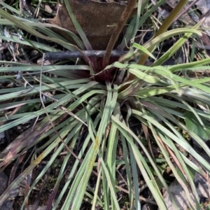 Stylidium graminifolium (Grass Triggerplant) at Berlang, NSW by Ned_Johnston