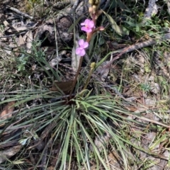 Stylidium graminifolium at Berlang, NSW - 25 Sep 2022